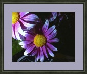 evra patche image healthtips images